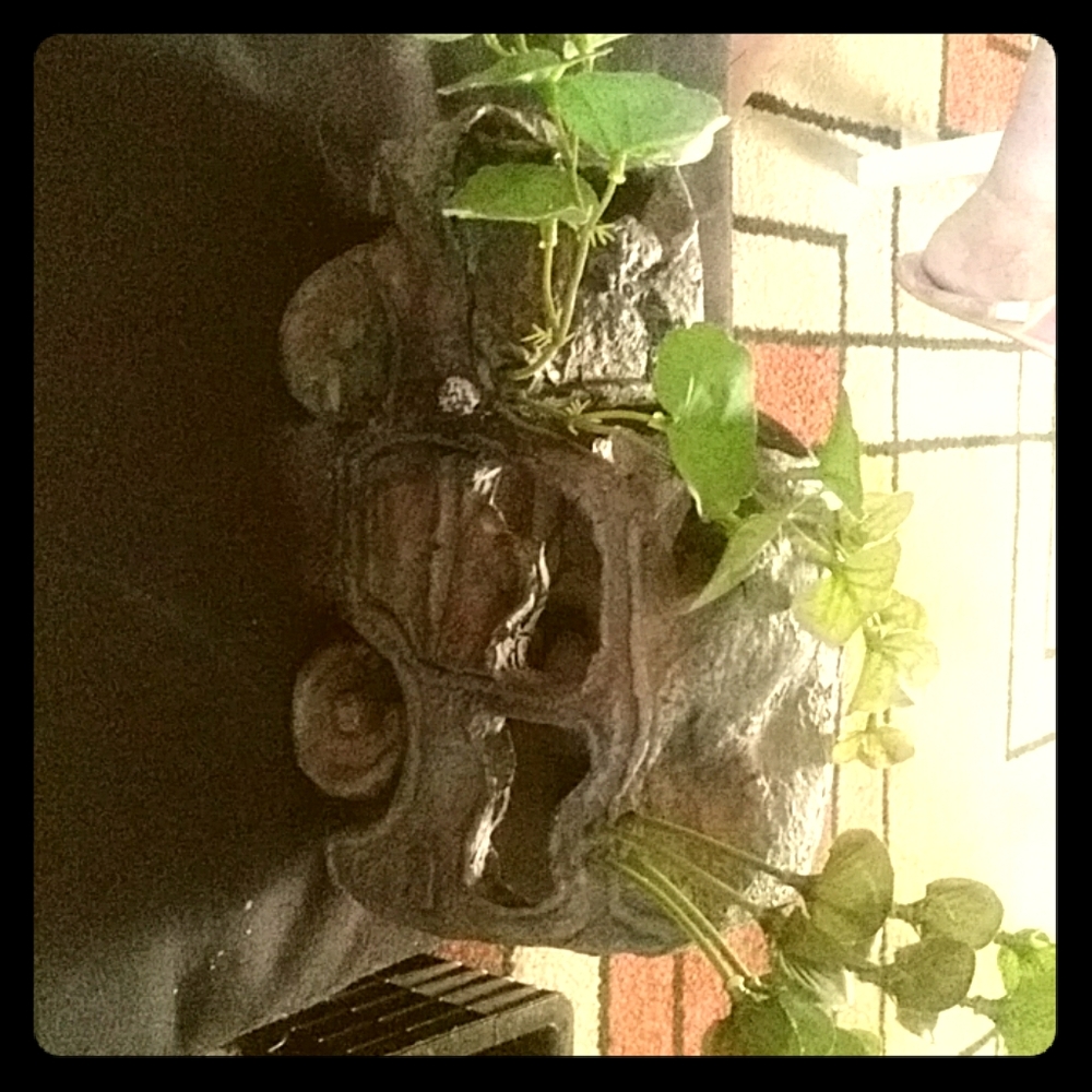 Fish tank setting